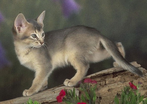 Berapa harga jenis kucing abyssinian abu abu (tailandfur.com)
