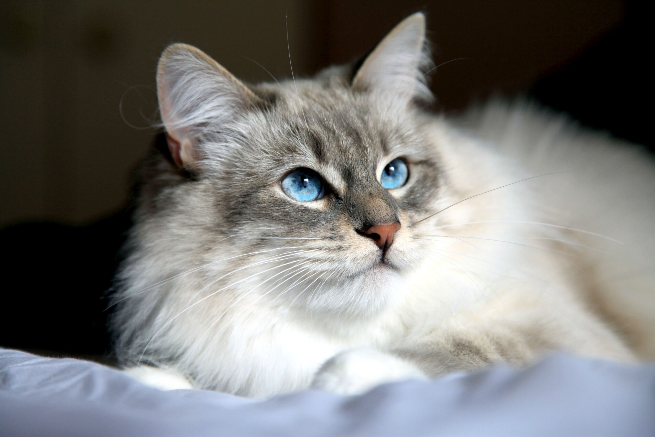 Kucing Siberia Si Kucing Purba