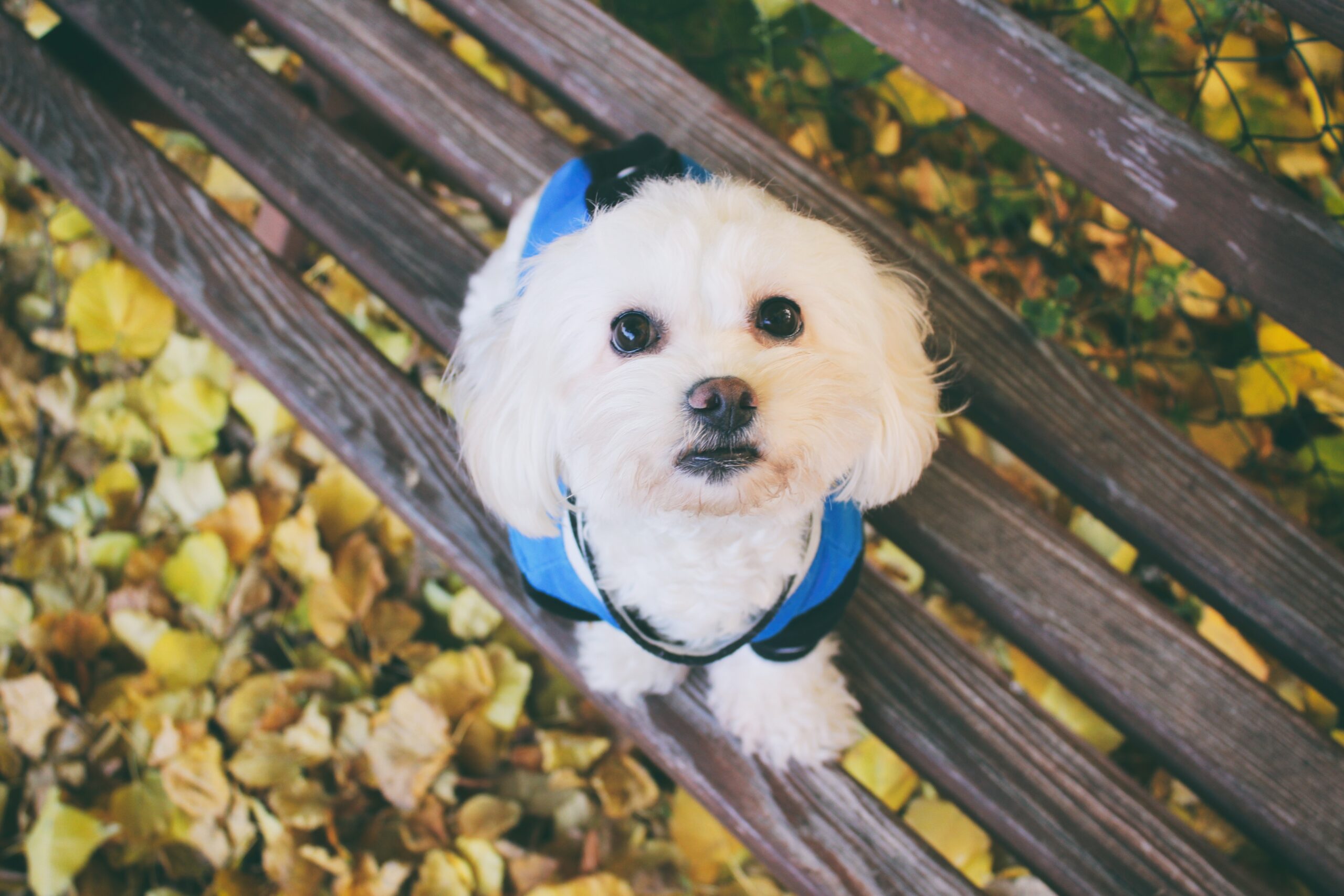 Si Imut Maltese