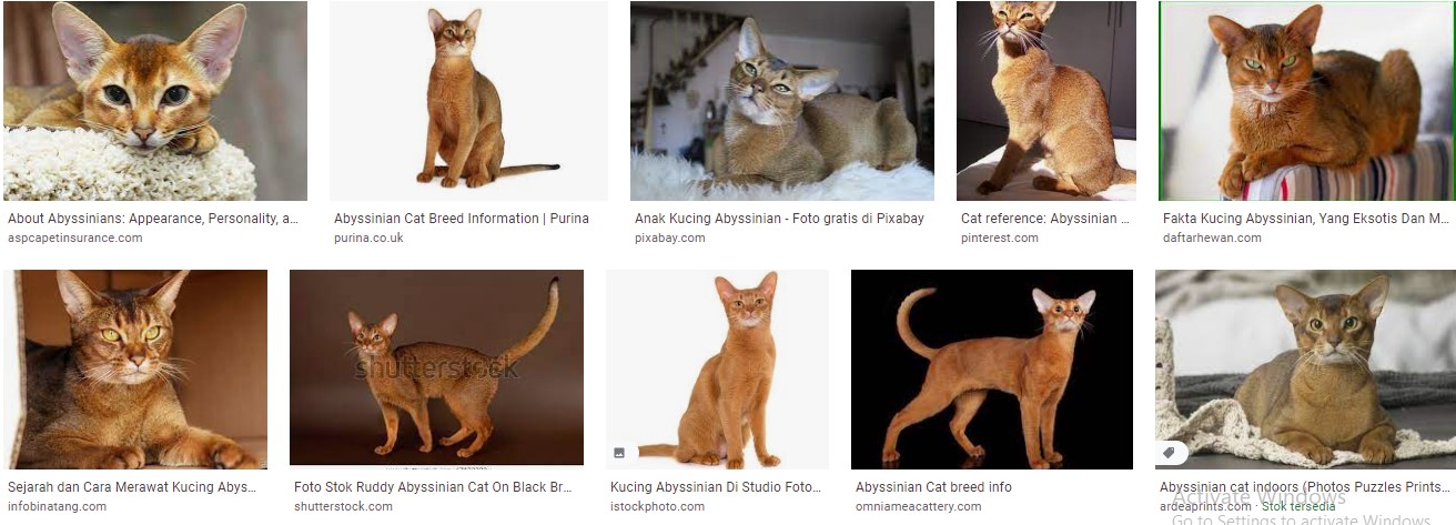 Ciri-ciri kucing abyssinian