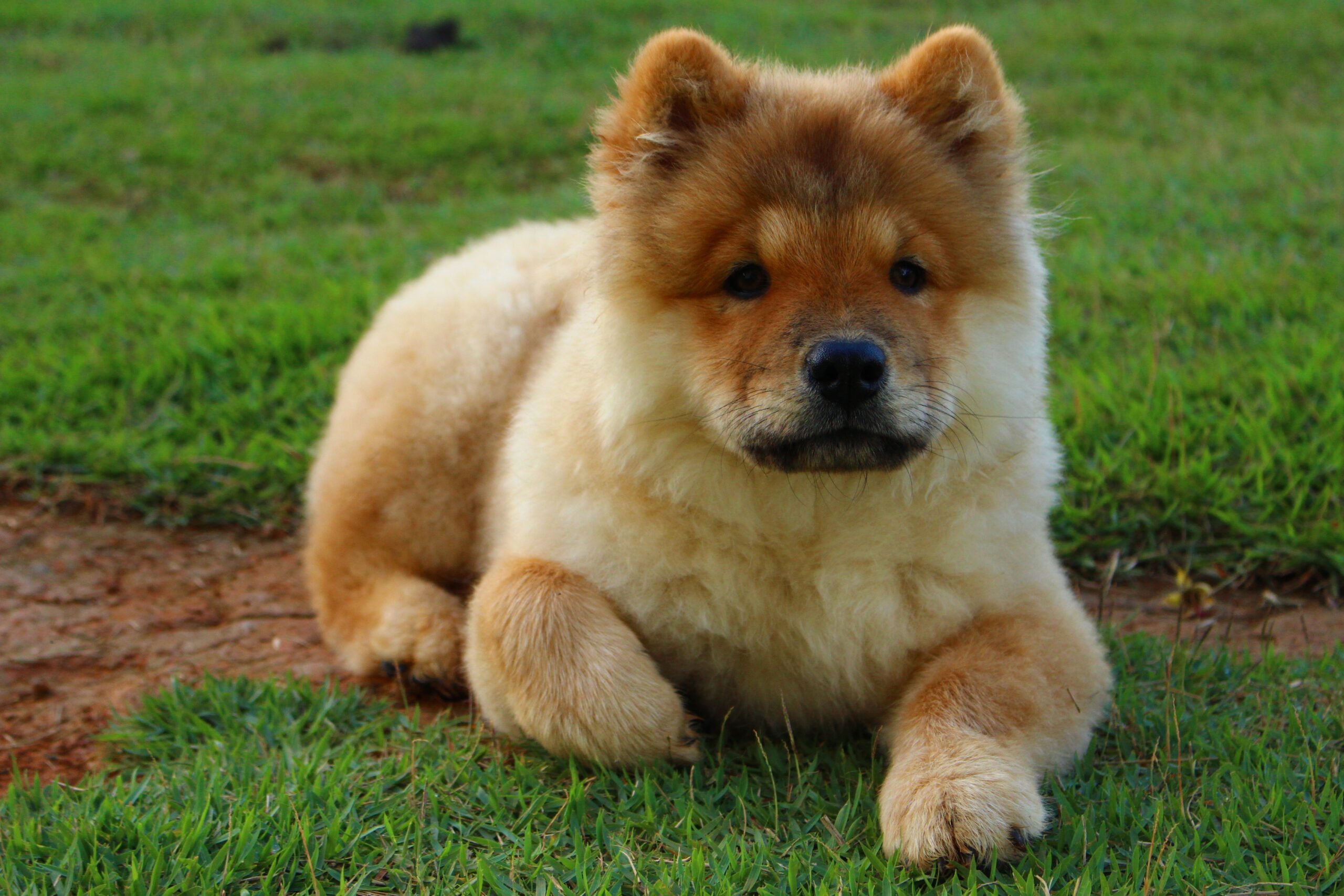 Mengenal Anjing Chow chow 