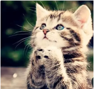 Kucing Lucu - Sepertinya kucing ini sedang mendoakan penulis, dan pengagum kucing lainya yang ada di dunia, untuk selalu diberi kesehatan oleh Tuhan Yang Maha Esa.