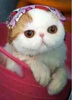 Kucing - Tambah imut lagi, jadi pengin beli aksesories buat kucing, sepertinya enak jika beli di toko online.