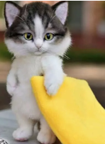 Kucing imut - Ada ada saja nih kucing bocil, tetapi posenya sangat menghibur. Benar bukan