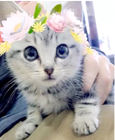 Kucing lucu - Cantik sekali kucing satu ini. Imut pula, pengaruh kameranya juga sangat bagus.