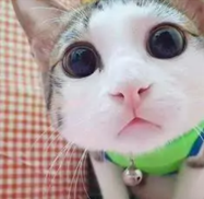 Kucing lucu - Gak tahan sama mukanya yang imut, gimana menurut kamu