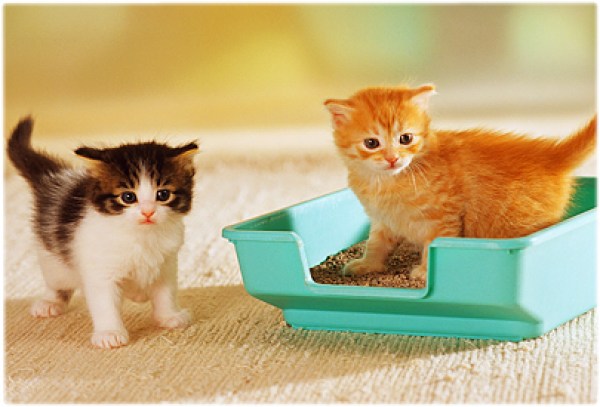 MENGENALKAN LITTER BOX, AGAR KUCING DAN KELUARGA SEHAT!