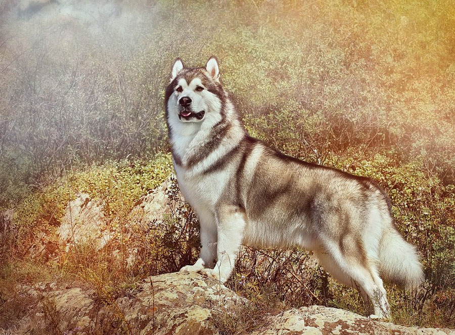 Anjing Alaskan Malamute – Karakter, Ciri Fisik, dan Perawatannya