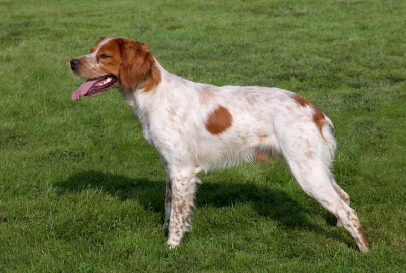 Anjing Brittany – Sejarah, Karakter, Ciri Fisik, dan Perawatannya