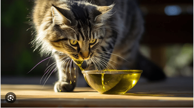 Apakah minyak zaitun bisa mengobati jamur pada kulit (Selo Olive Oil)