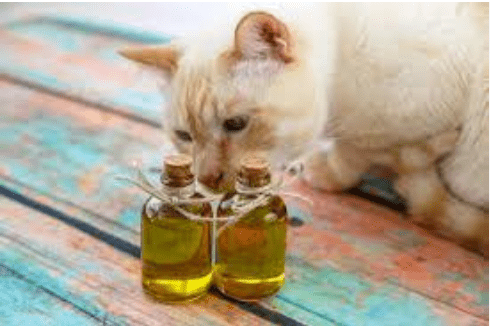 Bolehkah kucing pakai minyak zaitun (Cats Chef)