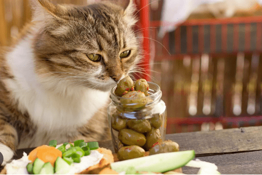 Manfaat minyak zaitununtuk kucing (Opm Net)