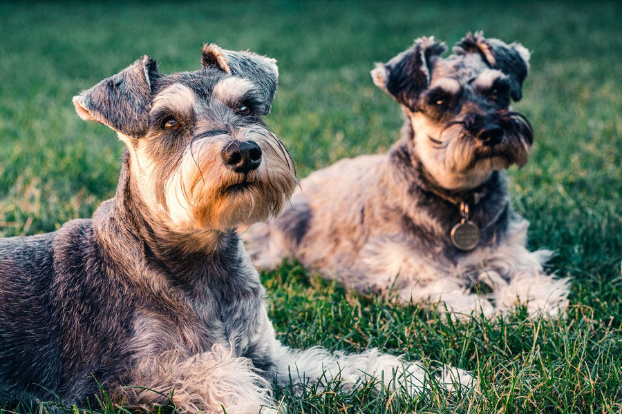 Adaptasi Anjing Secara Fisik & Terhadap Lingkungan