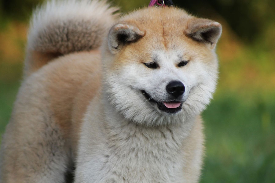 Anjing Akita Si Pemberani Dari Jepang
