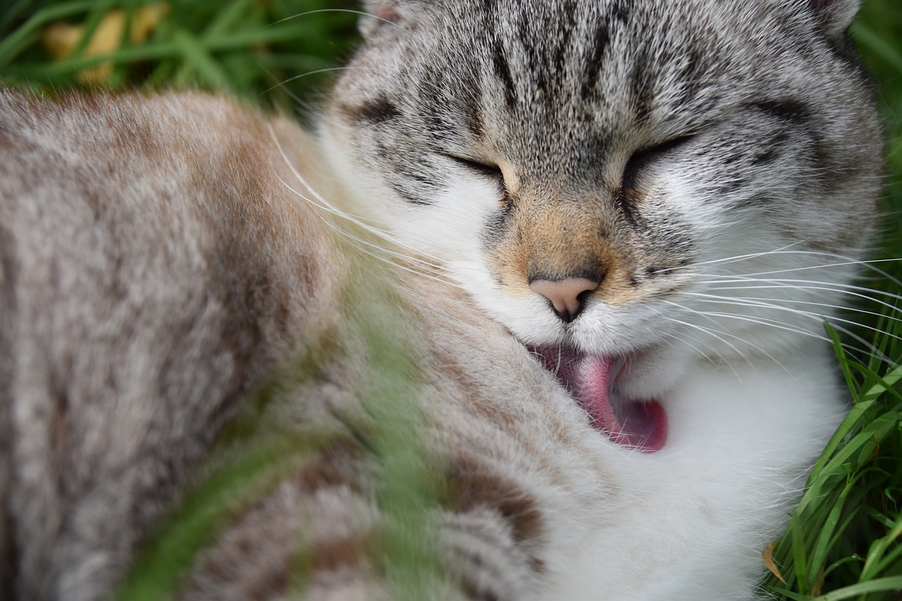 Penyebab Bulu Kucing Menggumpal dan Cara Mengatasi
