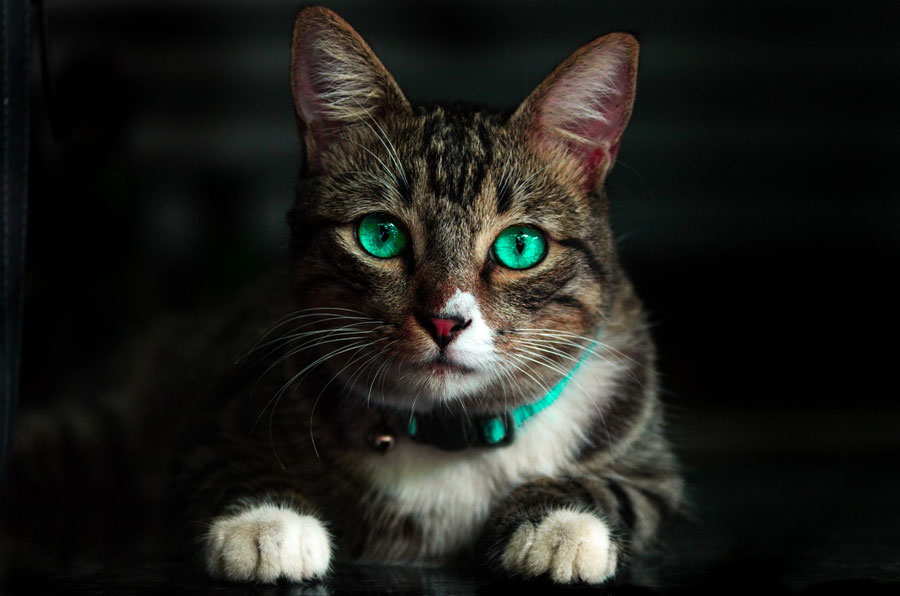 Bolehkah Vitamin Manusia Untuk Kucing