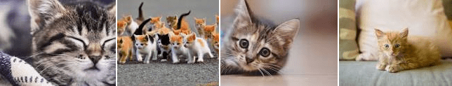 Kapan Anak Kucing Baru Lahir Boleh Dipegang