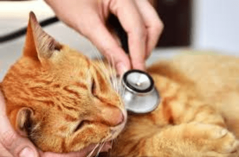 Mengobati Suara Kucing Serak Atau Hilang (West Park Animal Hospital)