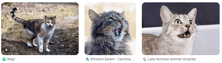 Penyebab dan Cara Mengobati Suara Kucing Serak Atau Hilang