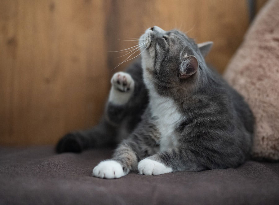 Agar Tidak Digigit Kutu Kucing Sebaiknya Lakukan Hal Ini