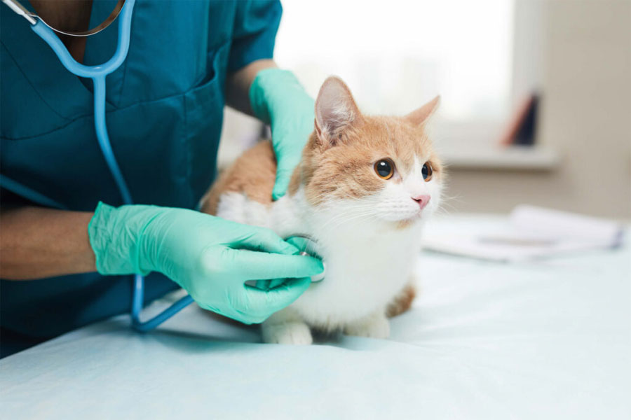 Akibat Kucing Tidak Divaksin Ini Bahayanya