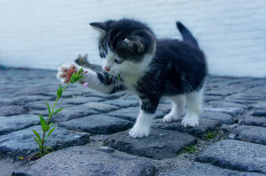 Kapan Anak Kucing Baru Lahir Boleh Dipegang?