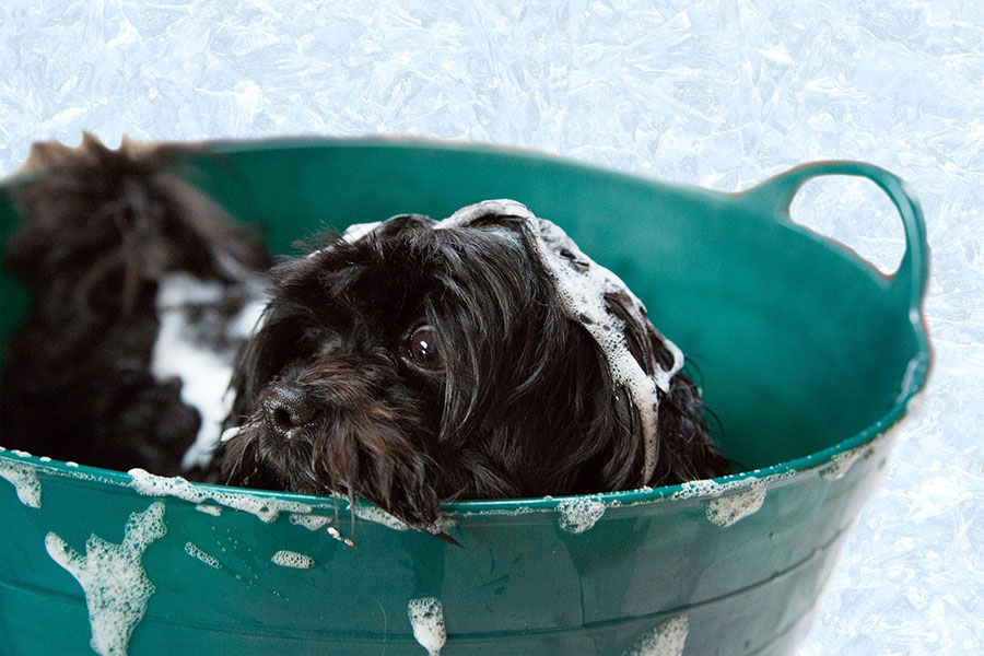 Tips dan Cara Grooming Anjing