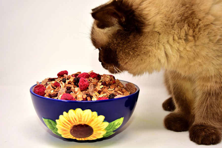 Penyebab Kucing Tidak Mau Makan dan Cara Mengatasinya