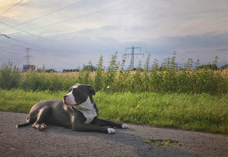 Anjing American Bully