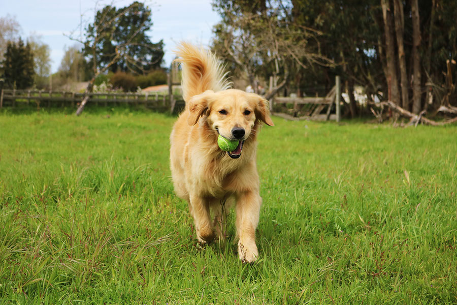 Anjing Golden Retriever main bola
