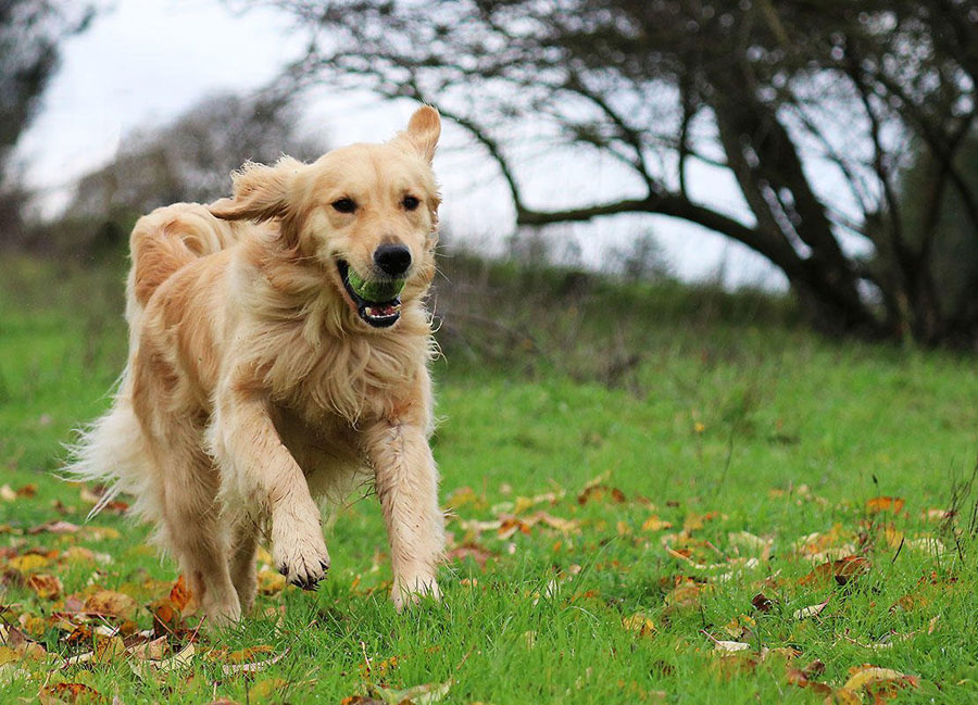 Anjing Golden Retriever menggigit bola