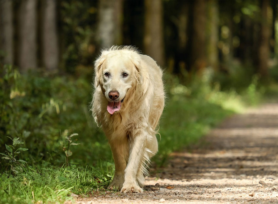 Anjing Golden Retriever Pemburu Ulung