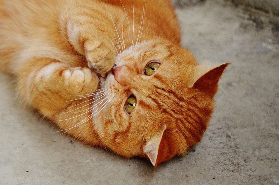 Gimana Sih Cara Agar Kucing Nurut?