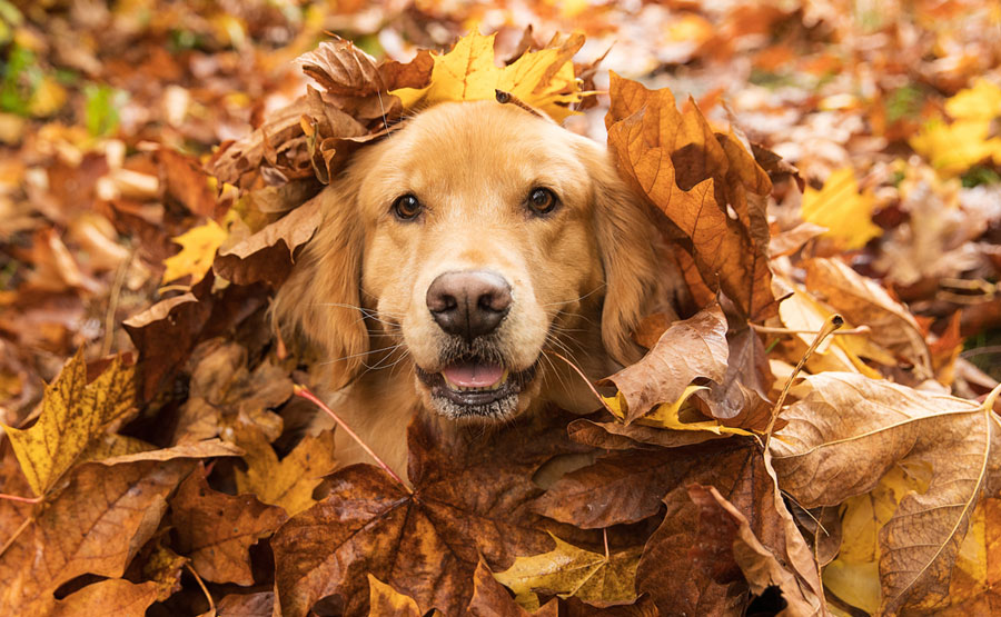 Foto anjing Golden Retriever