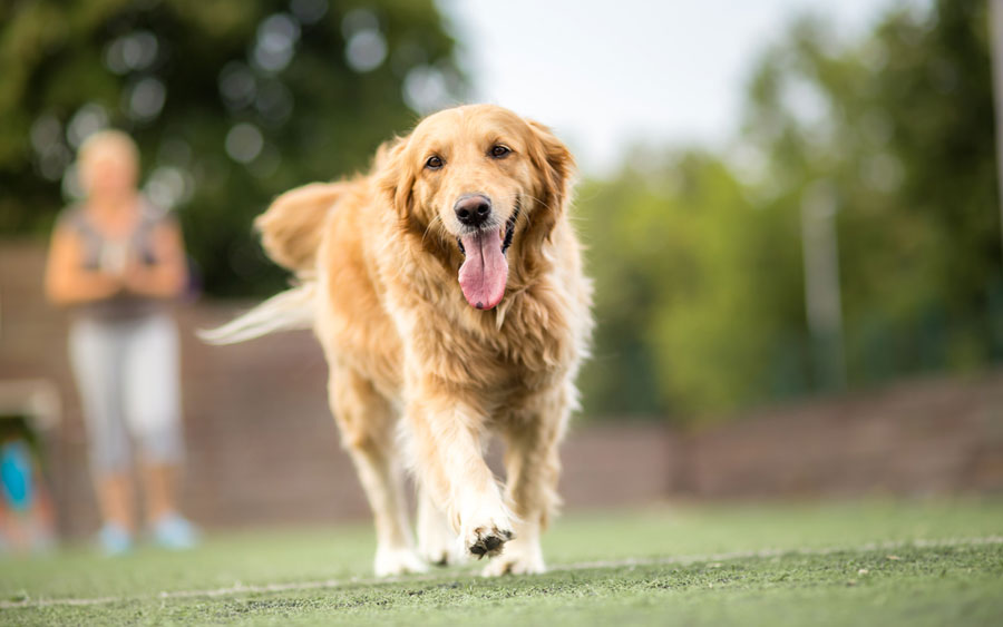 Foto Golden Retriever
