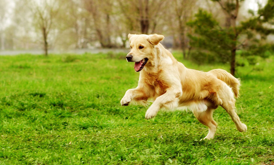 Gambar anjing Golden Retriever berlari