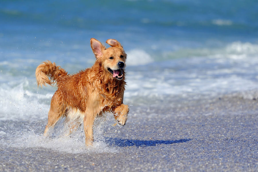 Gambar anjing Golden Retriever di pantai