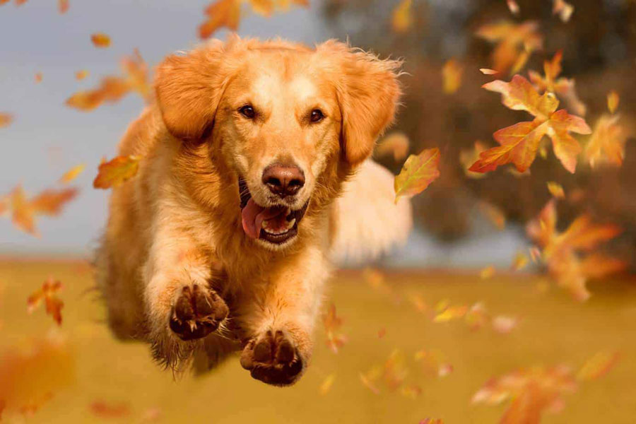 Gambar Golden Retriever
