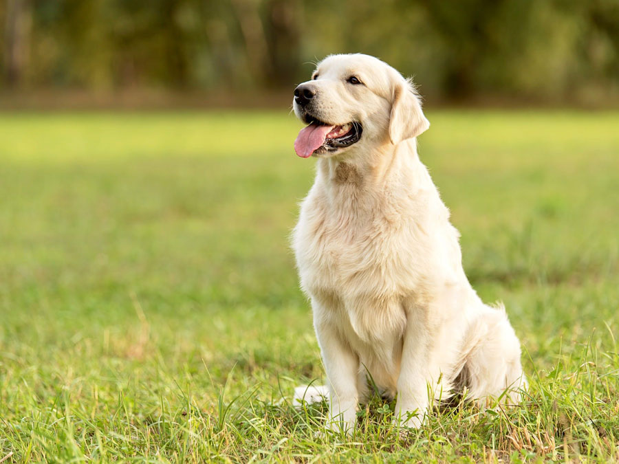 Golden-Retriever duduk