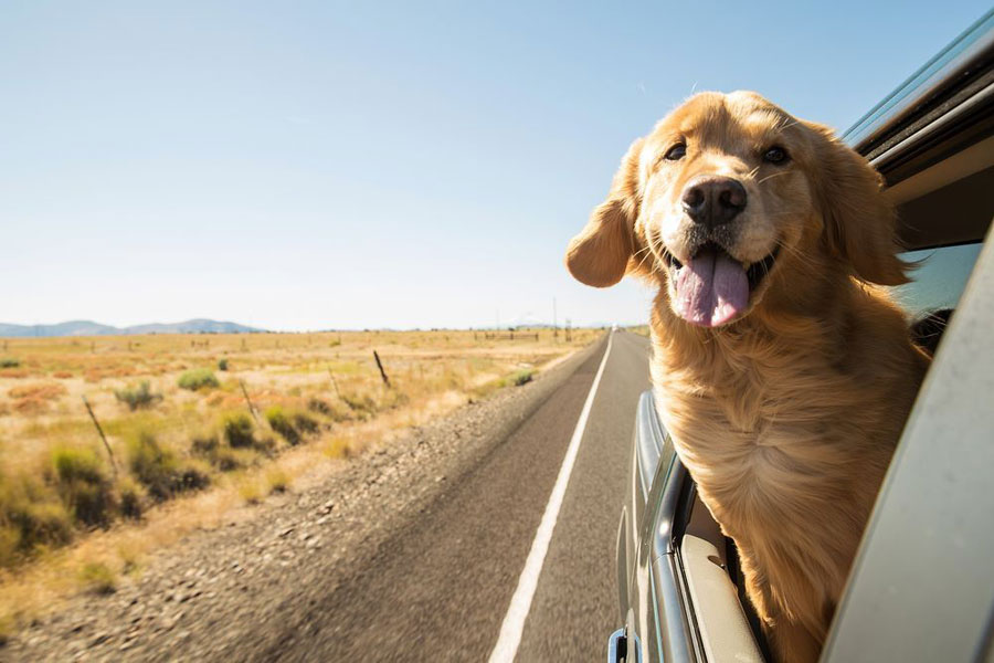 Golden Retriever naik mobil