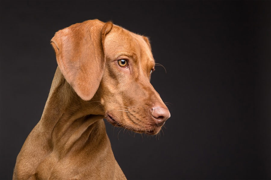Pro Kontra Kupir Telinga Anjing