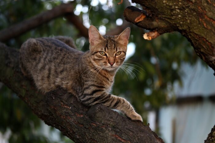 Gambar Kucing Lucu Buat Wallpaper Gambar Kucing Lucu Buat Wallpaper