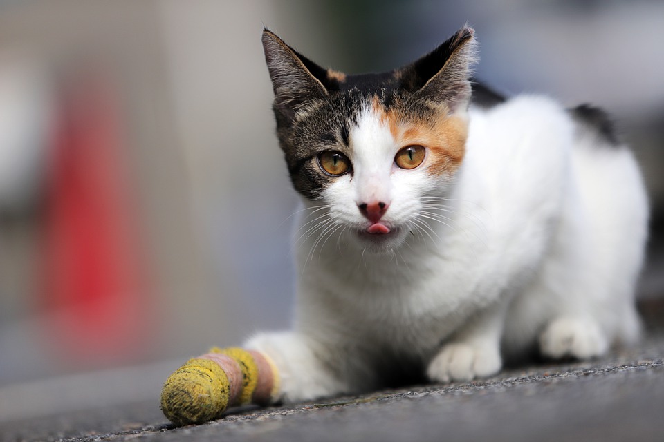 Pertolongan Pertama Pada Kucing