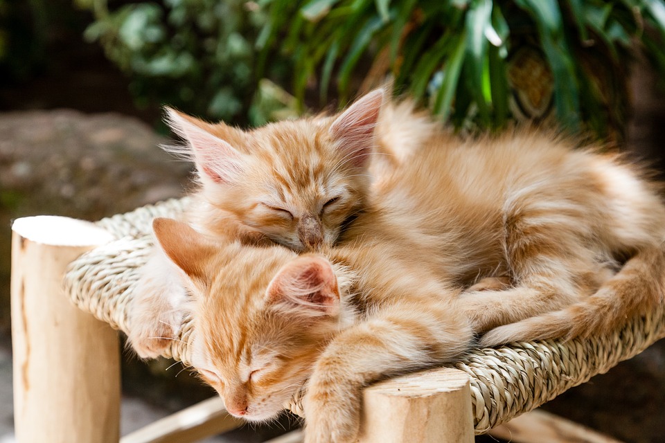 Kenapa Kucing Sering Tidur