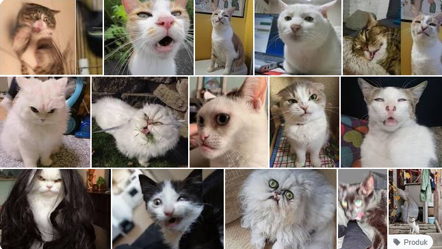 Foto Kucing Jelek Tapi Lucu Menggemaskan..
