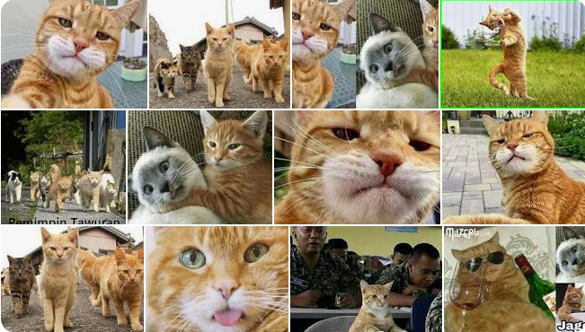 Gambar Kucing Oren Barbar Foto Pdf Download