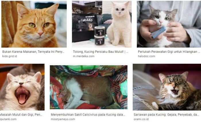10 Langkah Perawatan Bau Mulut Pada Kucing Kesayangan 10 Langkah Perawatan Bau Mulut Pada Kucing Kesayangan