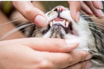 Cara menghilangkan bau mulut yang menyengat kucing (petsathome.com)