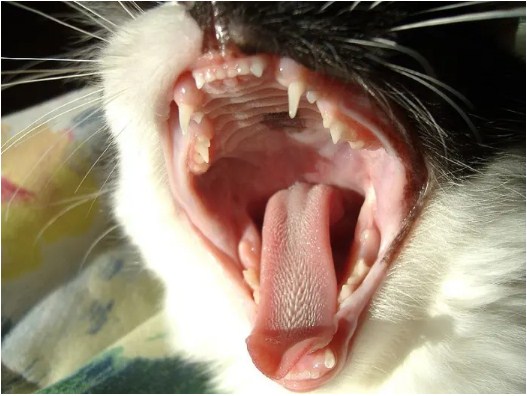 Cara menghilangkan bau pada mulut kucing (pethelpful.com)