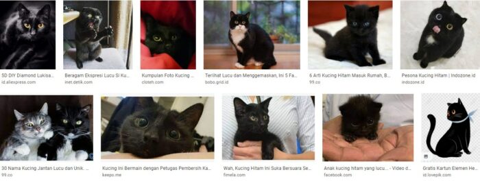 Foto Kucing Hitam Lucu
